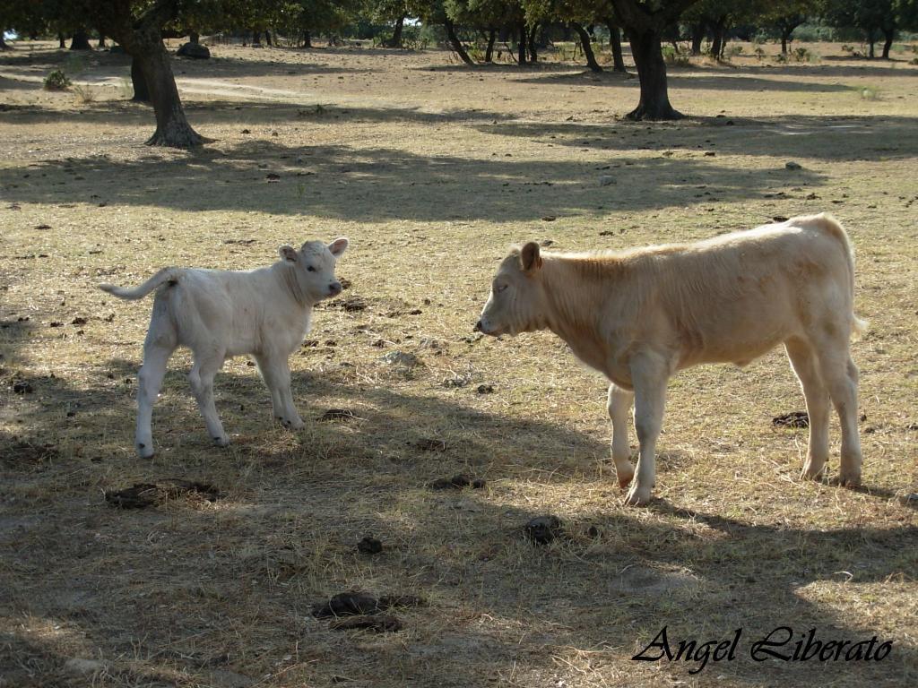 Foto de Villar de Plasencia (Cáceres), España