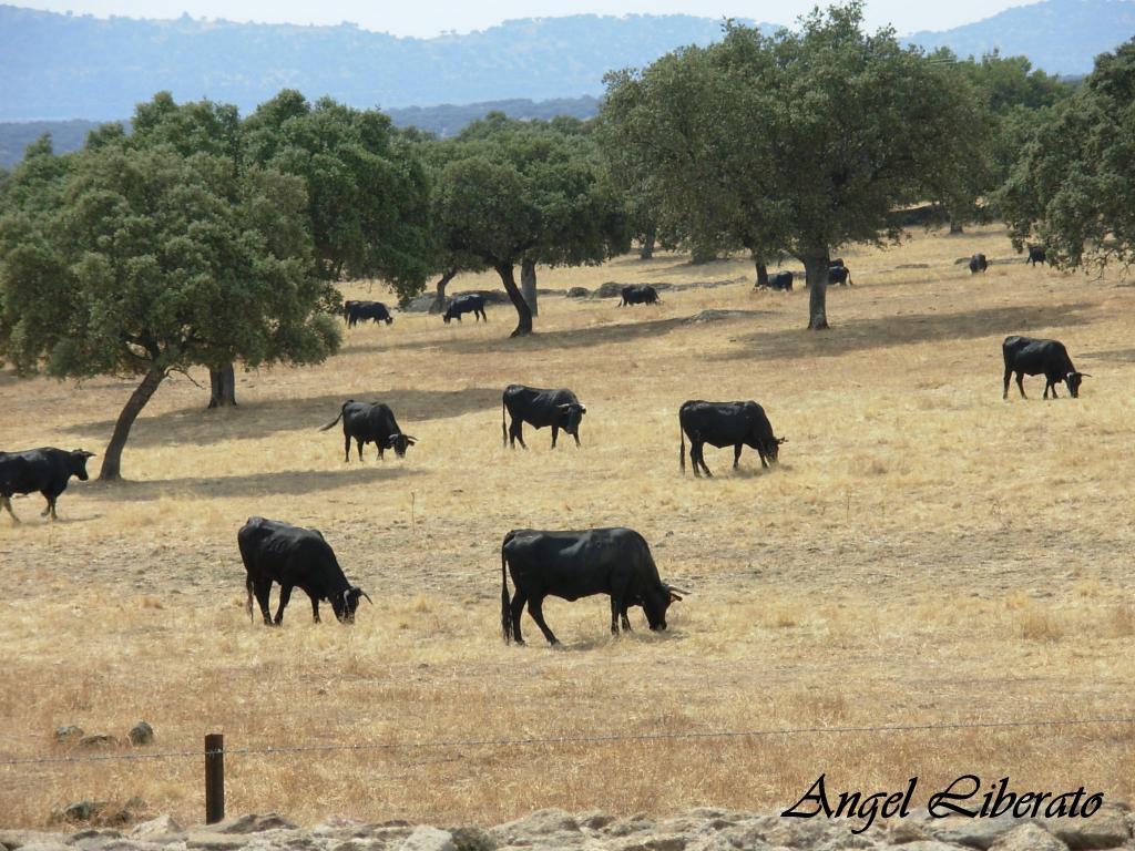Foto de Guijo de Granadilla (Cáceres), España