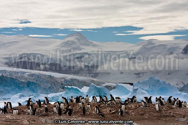 Foto de Lemaire (Herrera), Antártida