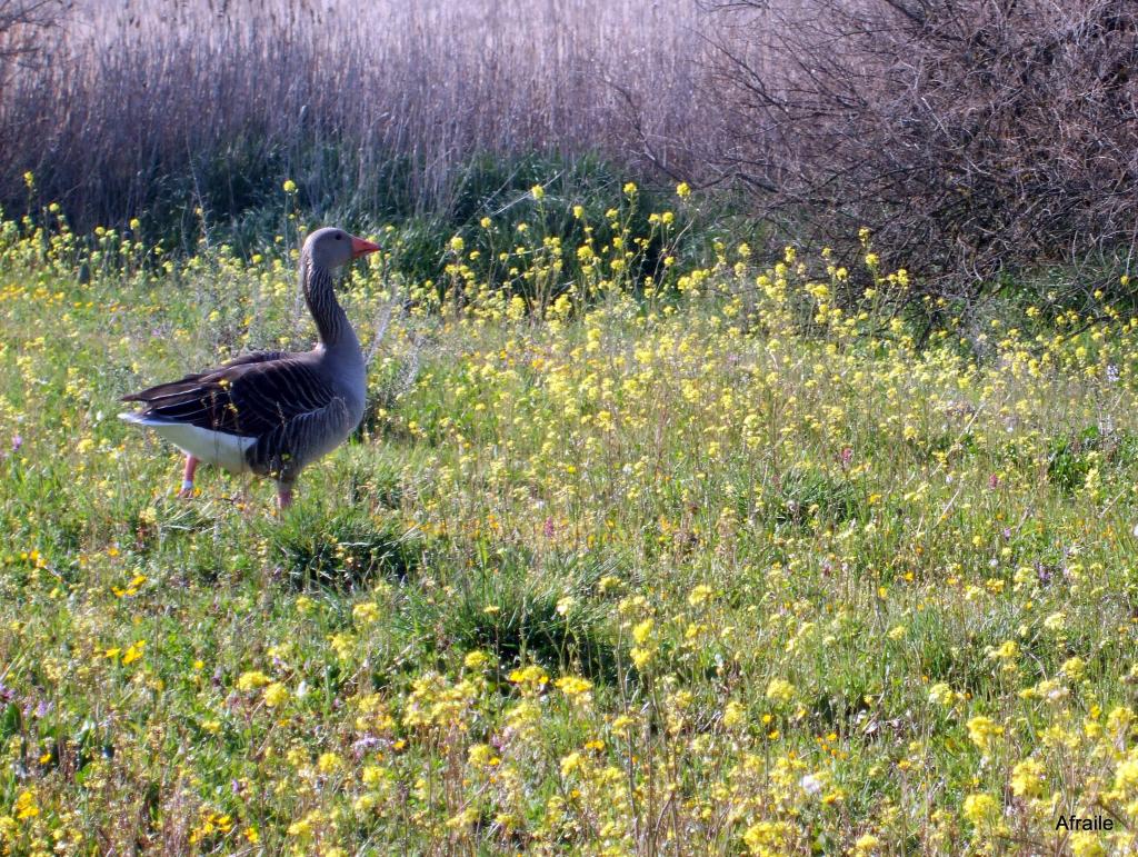 Foto de Daimiel (Ciudad Real), España