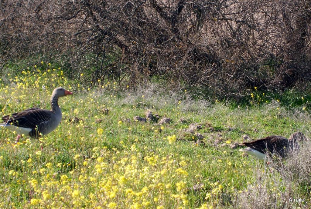 Foto de Daimiel (Ciudad Real), España