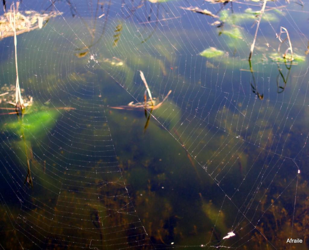 Foto de Daimiel (Ciudad Real), España