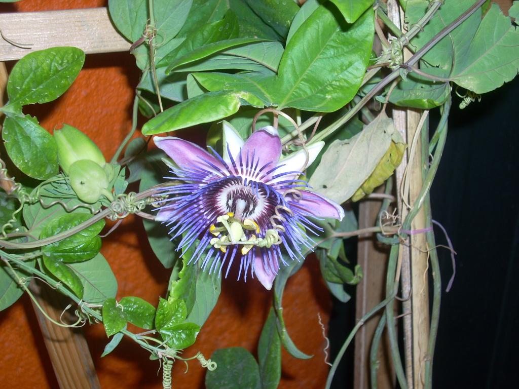 Foto de San Luis (Sonara), México