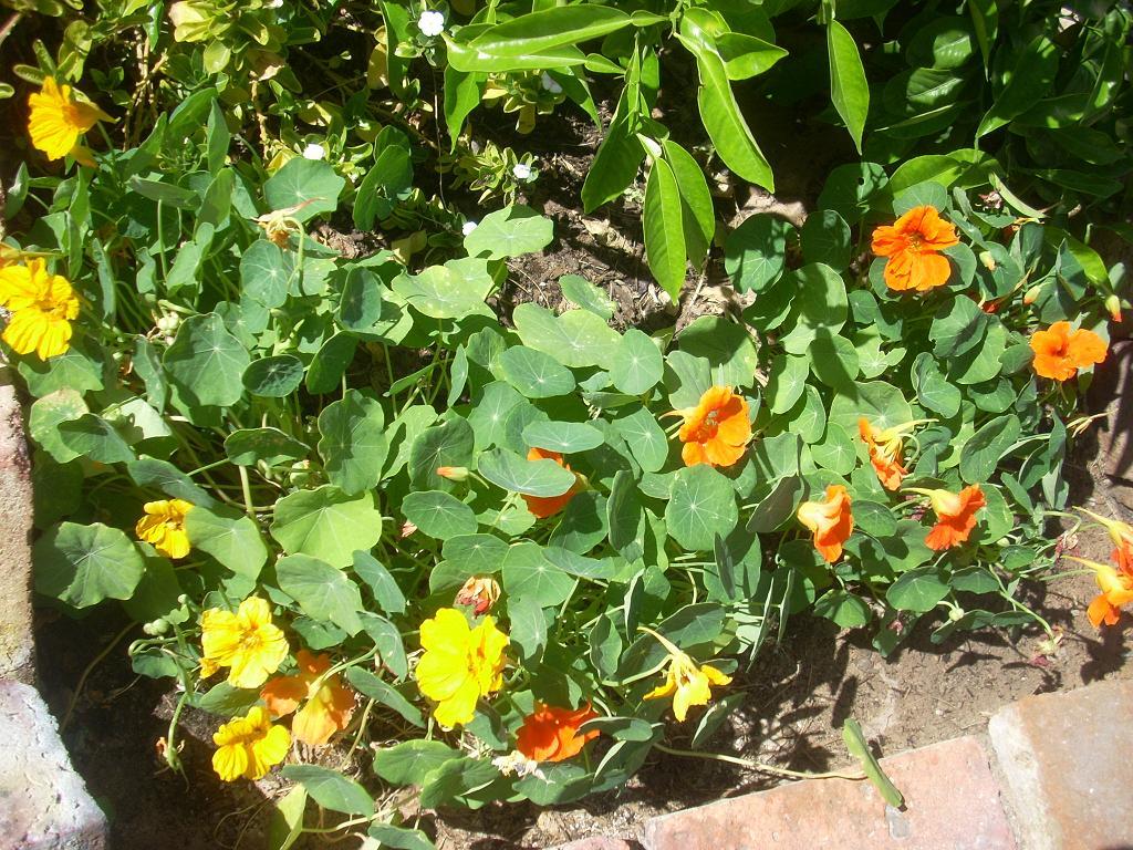 Foto de San Luis (Sonara), México