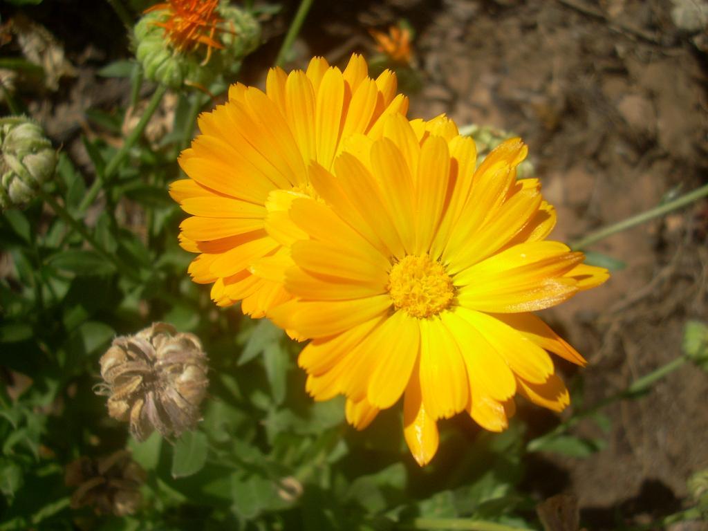 Foto de San Luis (Sonara), México