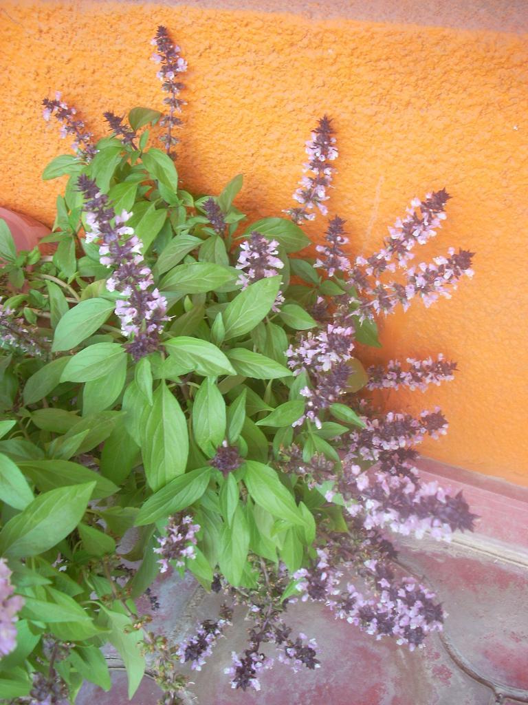 Foto de San Luis (Sonara), México