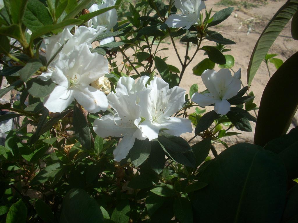 Foto de San Luis (Sonara), México
