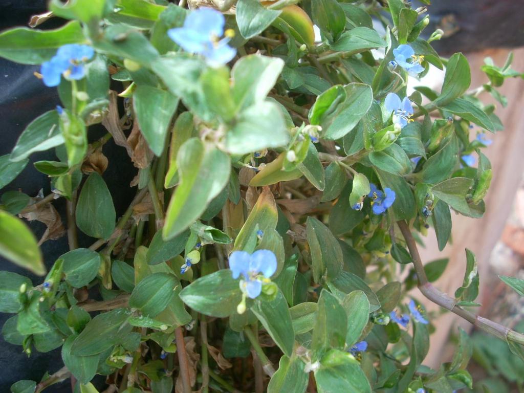 Foto de San Luis (Sonara), México