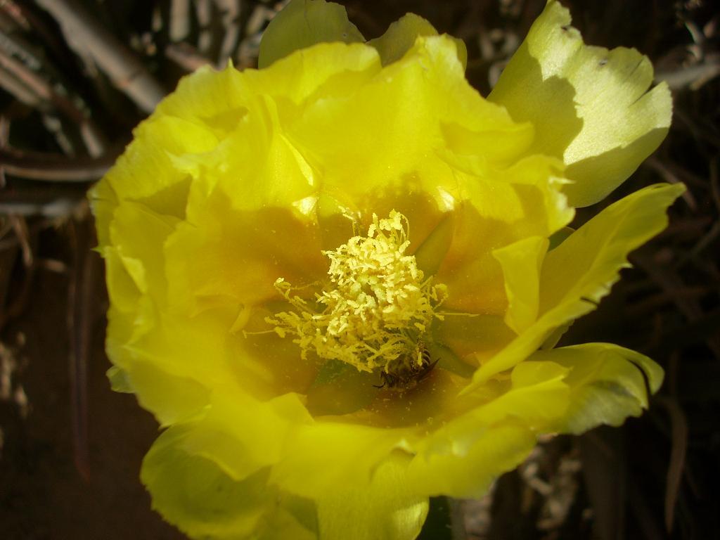 Foto de San Luis (Sonara), México