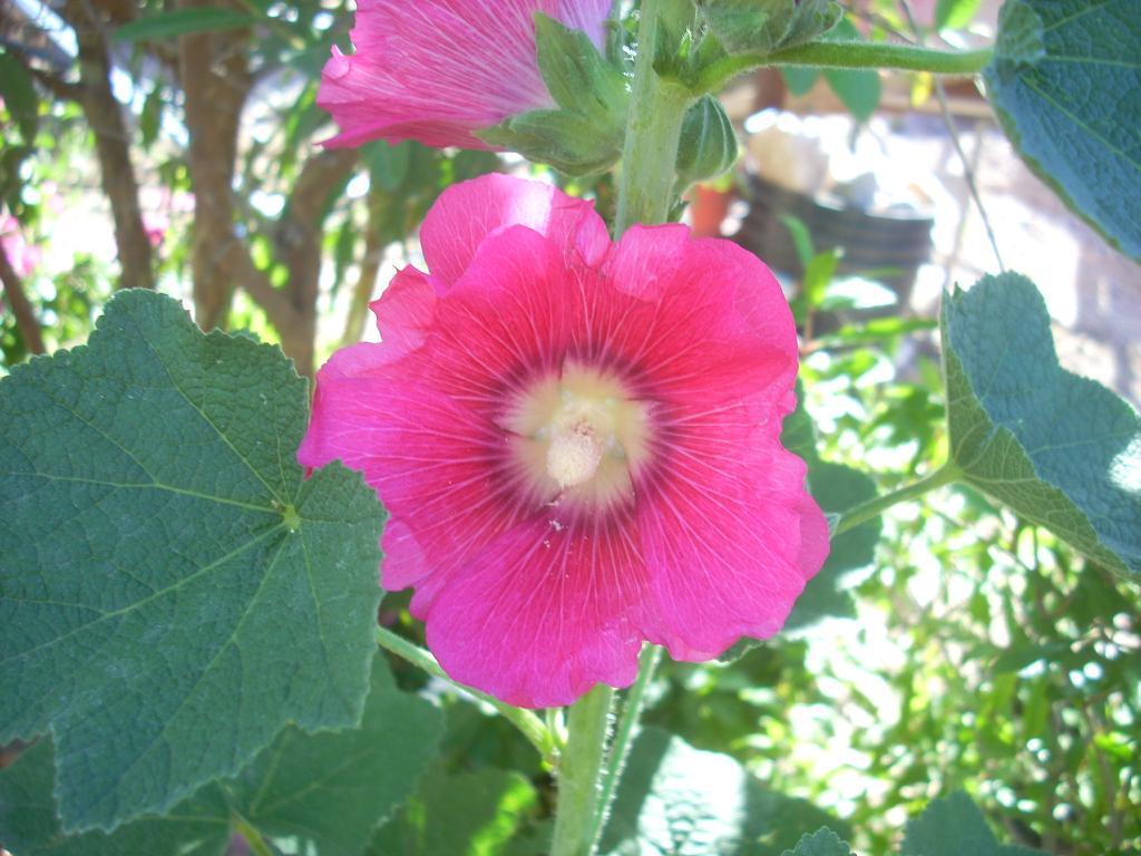 Foto de San Luis (Sonara), México