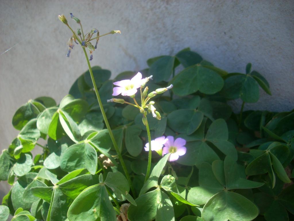 Foto de San Luis (Sonara), México