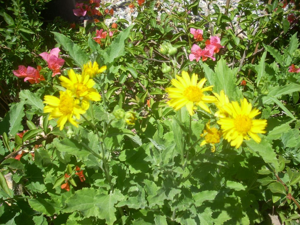 Foto de San Luis (Sonara), México