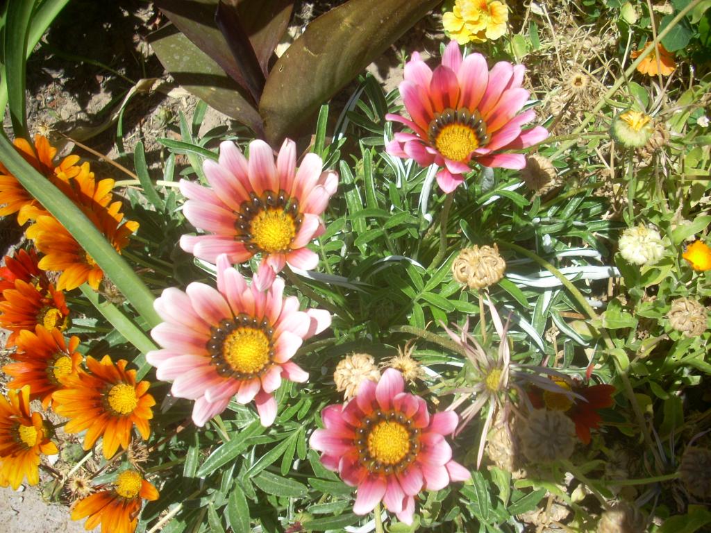 Foto de San Luis (Sonara), México