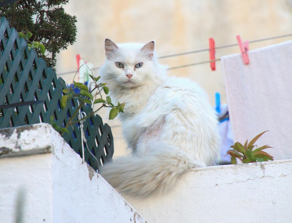 Foto de Mahón (Menorca) (Illes Balears), España