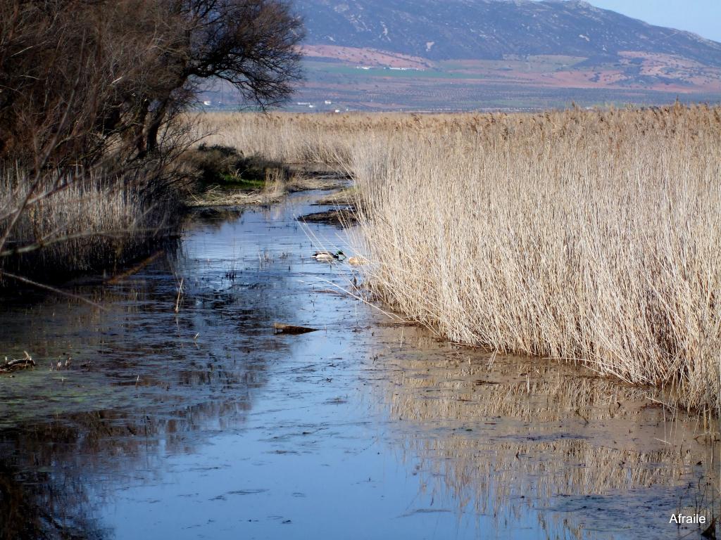 Foto de Daimiel (Ciudad Real), España