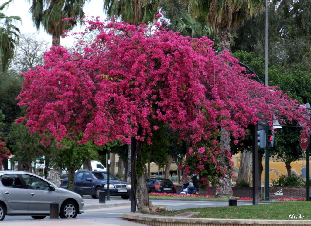 Foto de Murcia, España