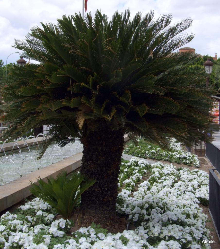 Foto de Murcia, España