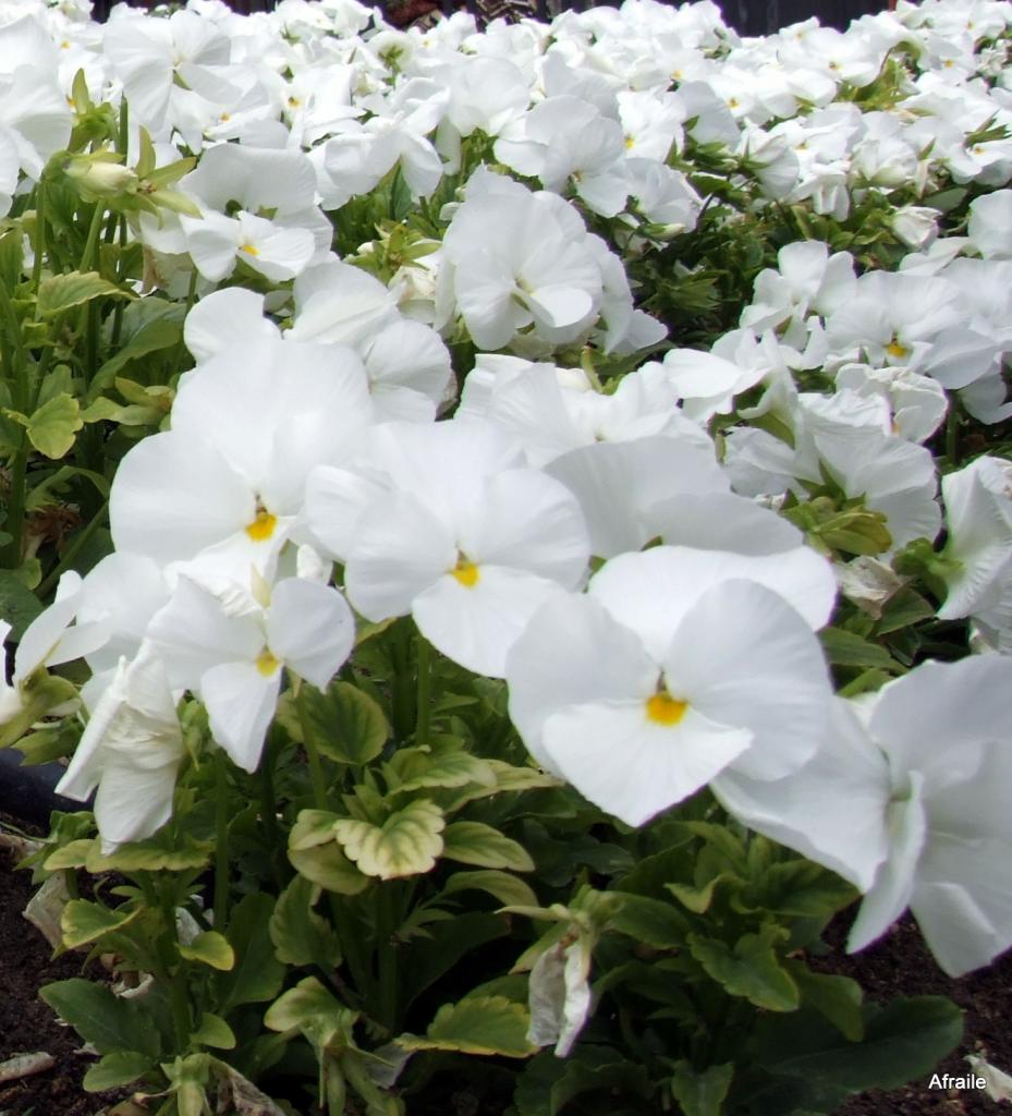 Foto de Murcia, España