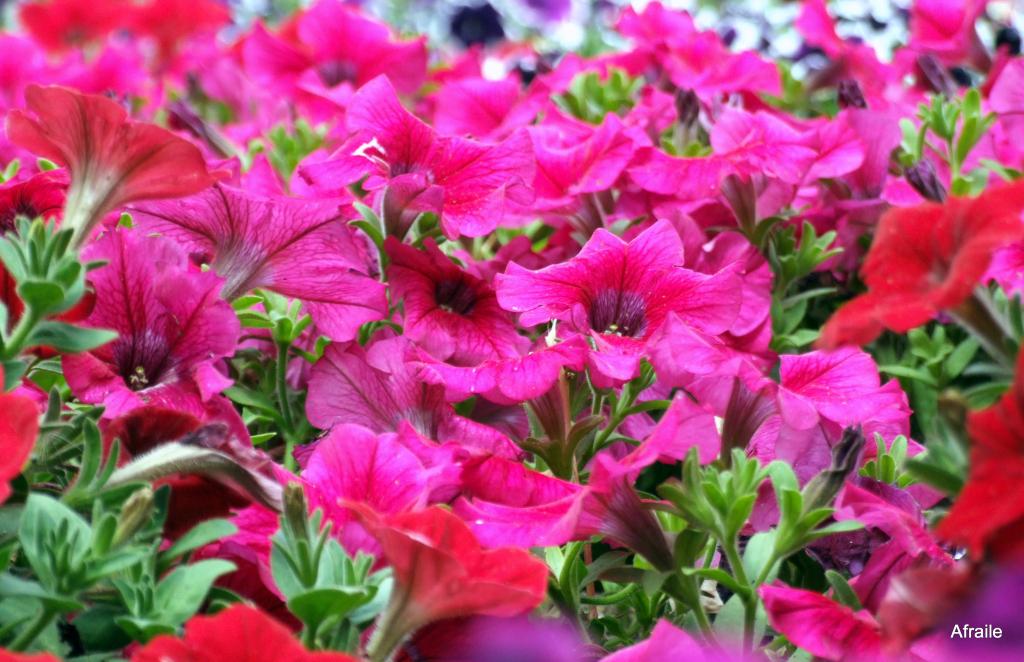 Foto de Murcia, España