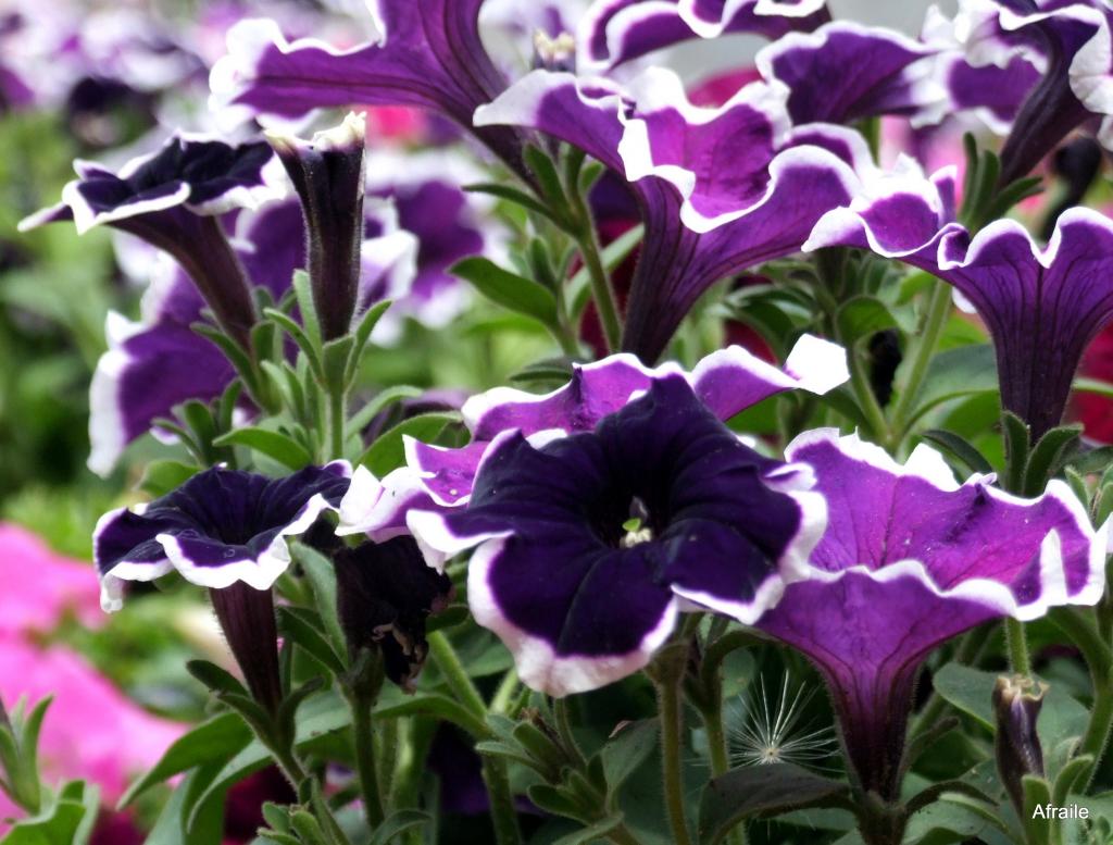 Foto de Murcia, España