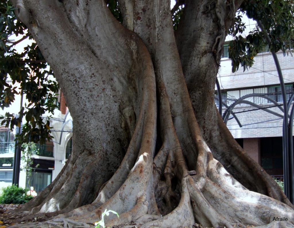Foto de Murcia, España