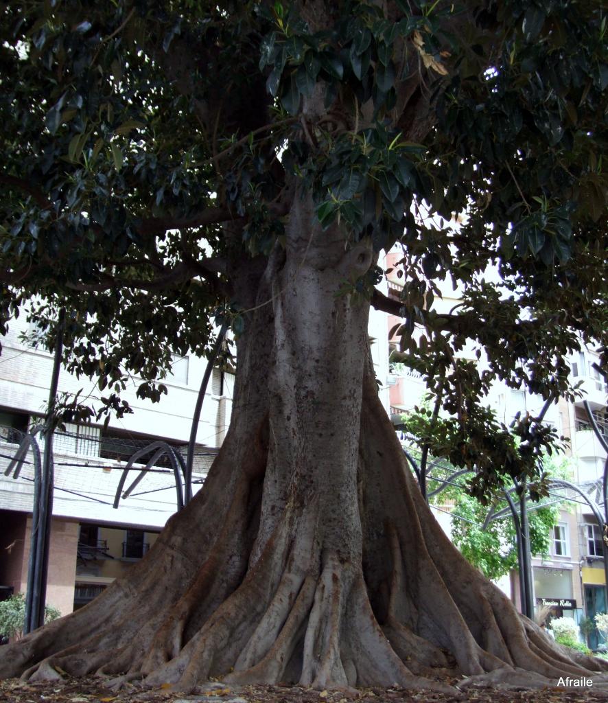 Foto de Murcia, España