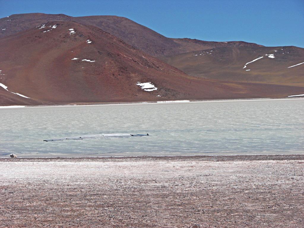 Foto de Jague, Argentina