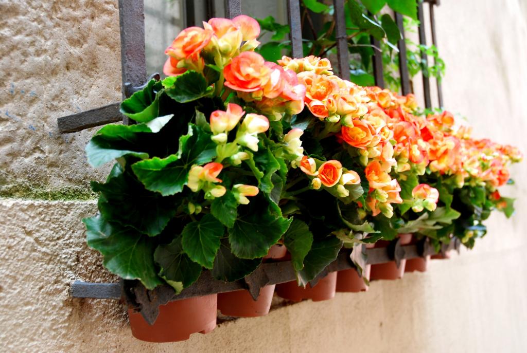 Foto de Temps de Flors (Girona), España