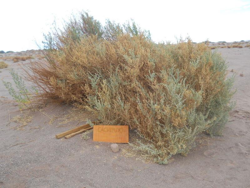 Foto de San Pedro de Atacama, Chile