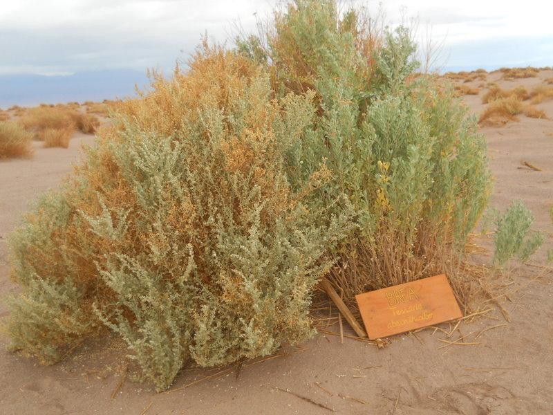 Foto de San Pedro de Atacama, Chile