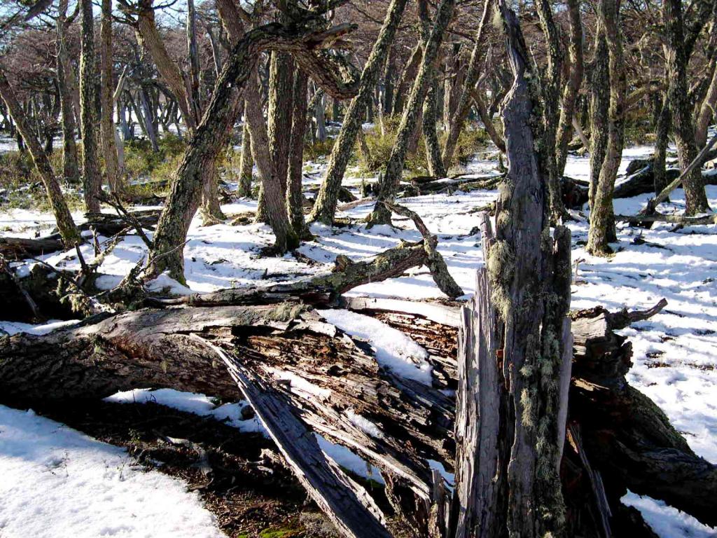Foto de Lago Argentino, Argentina
