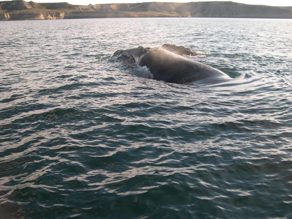 Foto de Peninsula Valdes, Argentina