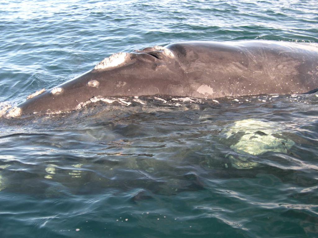 Foto de Peninsula Valdes, Argentina