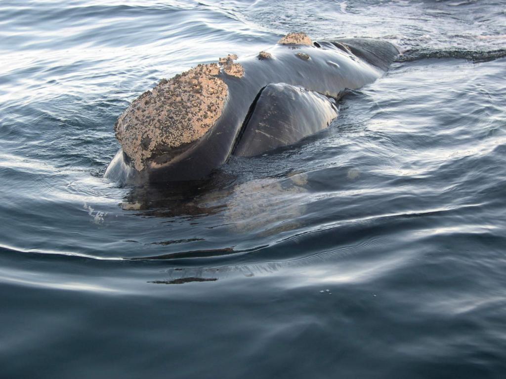 Foto de Peninsula Valdes, Argentina