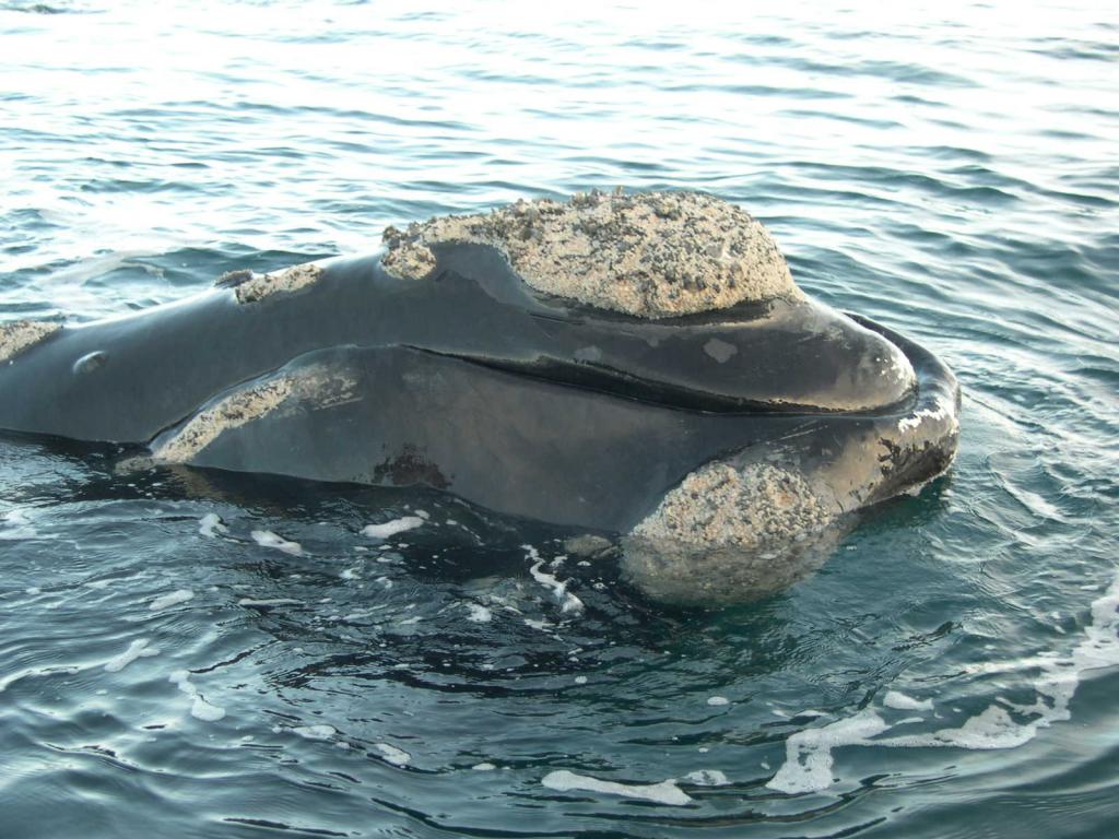 Foto de Peninsula Valdes, Argentina