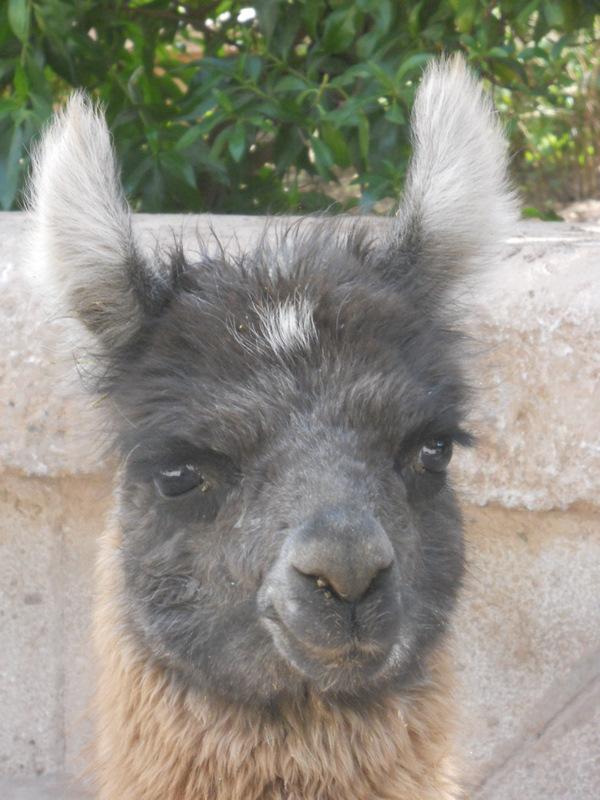 Foto de San Pedro de Atacama, Chile