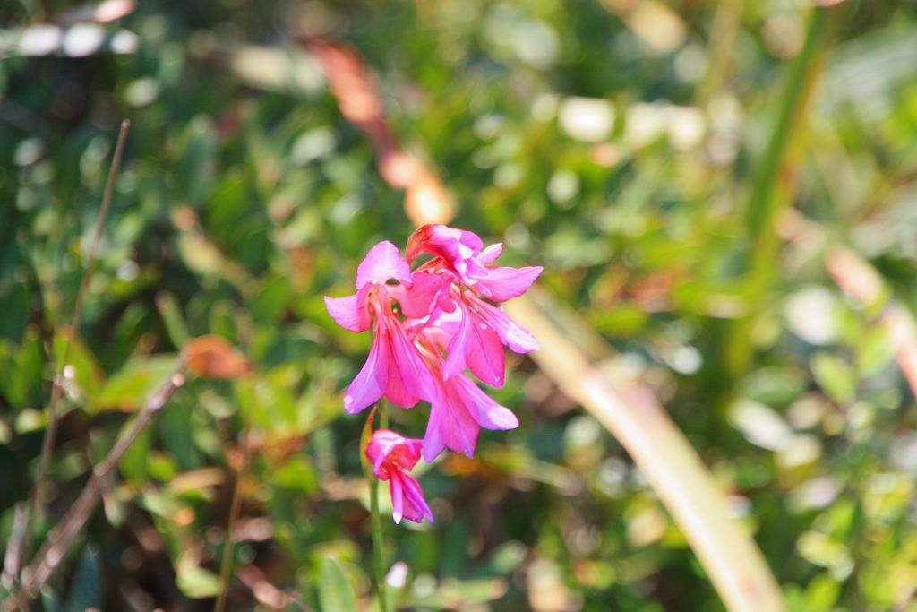 Foto de Ciutadella de Menorca (Illes Balears), España