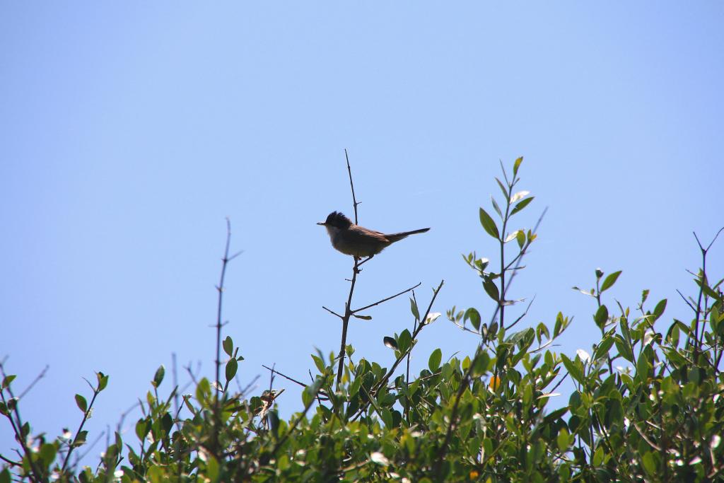 Foto de Ciutadella de Menorca (Illes Balears), España