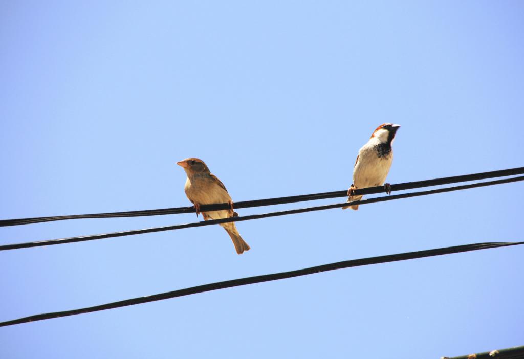 Foto de Es Migjorn Gran (Illes Balears), España