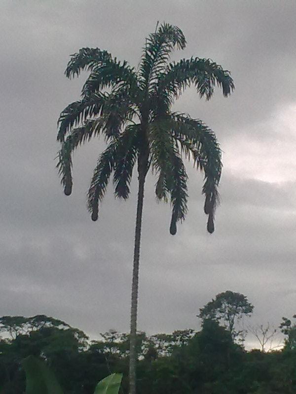 Foto de Te Zulay (Pastaza), Ecuador