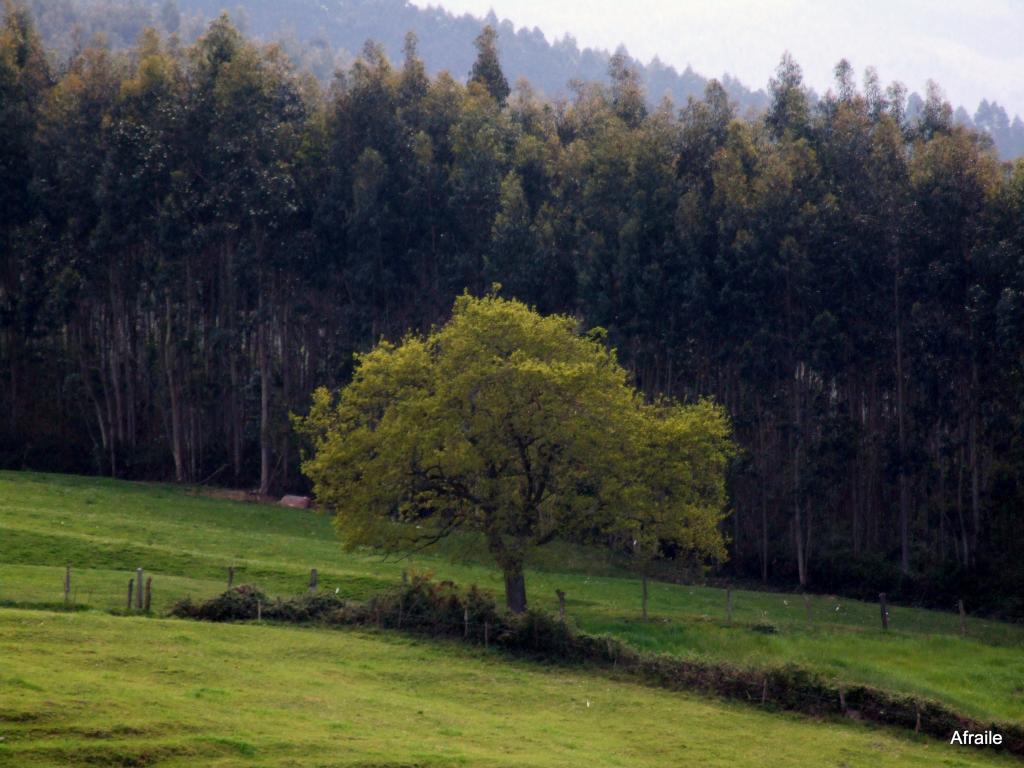 Foto de Parbayon (Cantabria), España