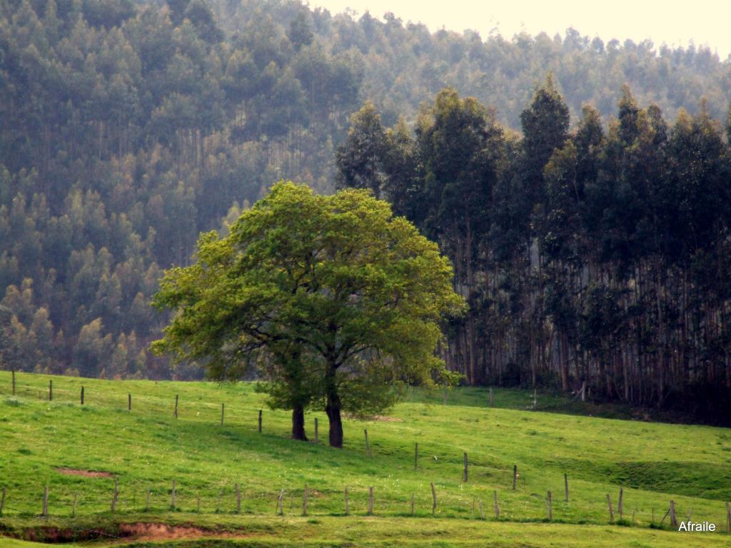 Foto de Parbayon (Cantabria), España