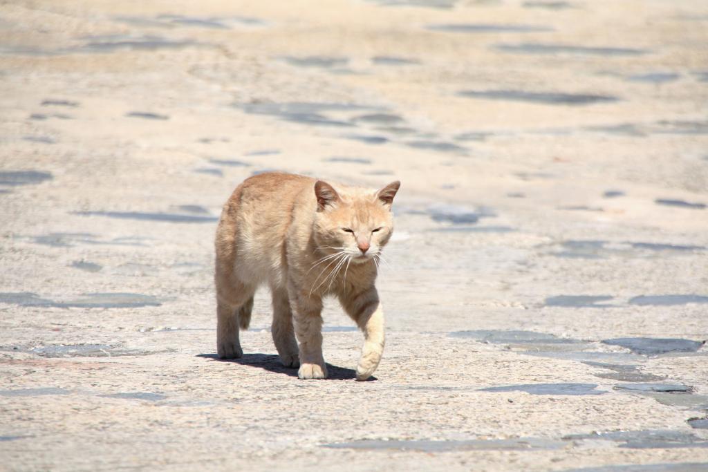 Foto de Benibèquer Vell (Menorca) (Illes Balears), España