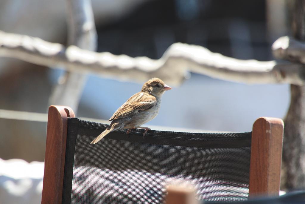 Foto de Alaior (Menorca) (Illes Balears), España