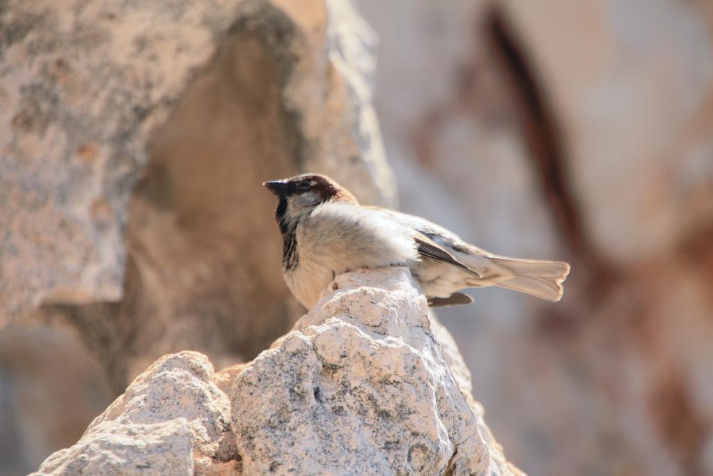 Foto de Alaior (Menorca) (Illes Balears), España