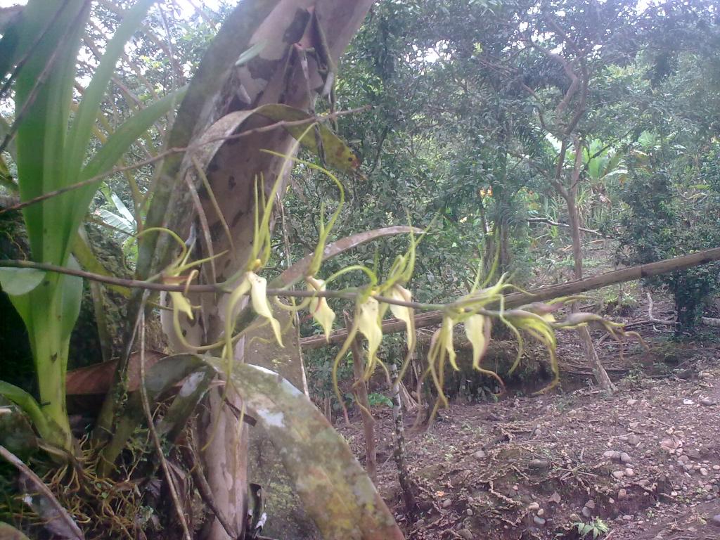 Foto de Shell-Pastaza, Ecuador