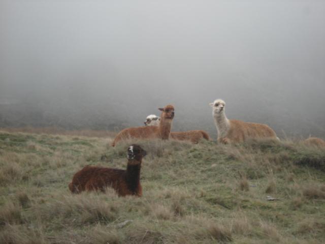 Foto de Chimborazo, Ecuador
