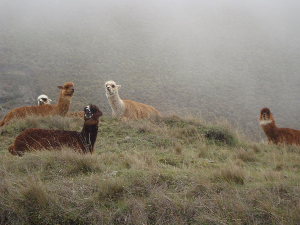 Foto de Chimborazo, Ecuador