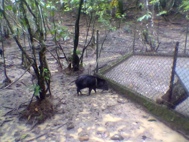 Foto de Tena (Aguano), Ecuador