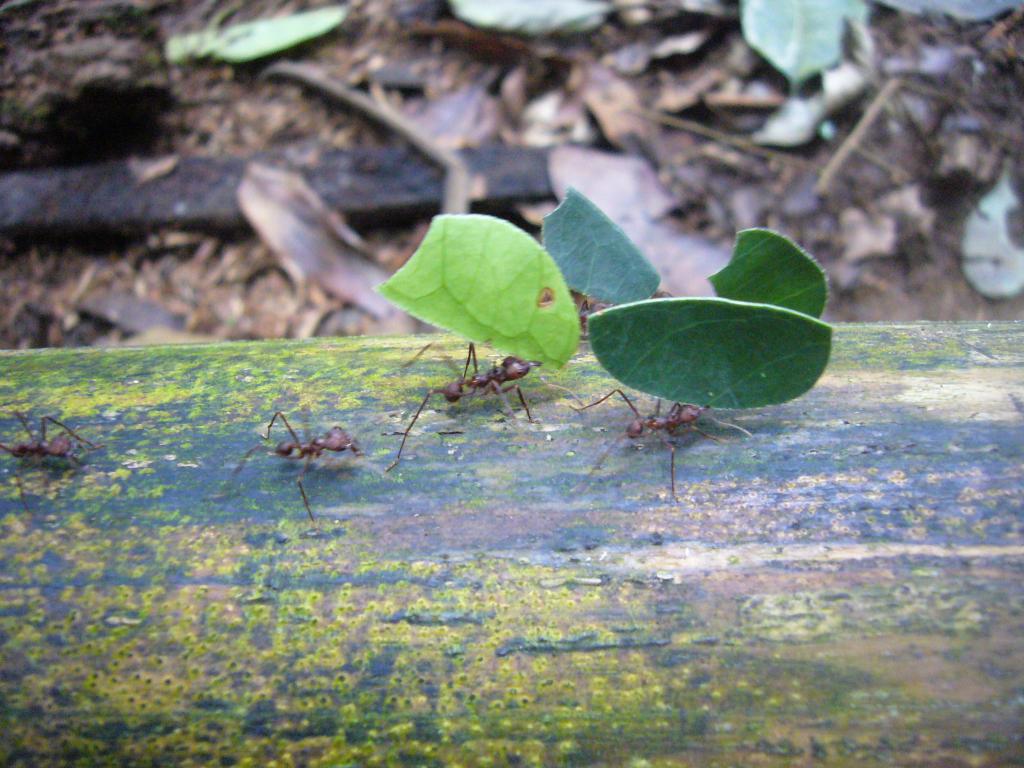 Foto de Shell-Pastaza, Ecuador